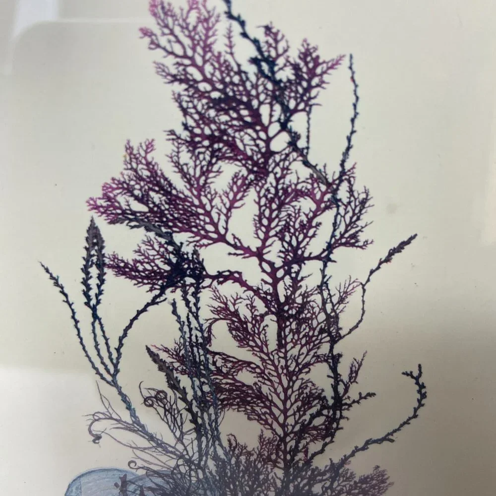 Original Litbograph Handcrafted Seaweed  Hawaiian Reefs